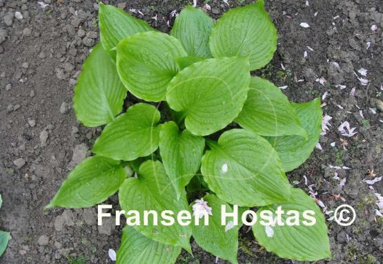 Hosta Schwarzer Ritter